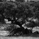 The Holm Oak Tree
